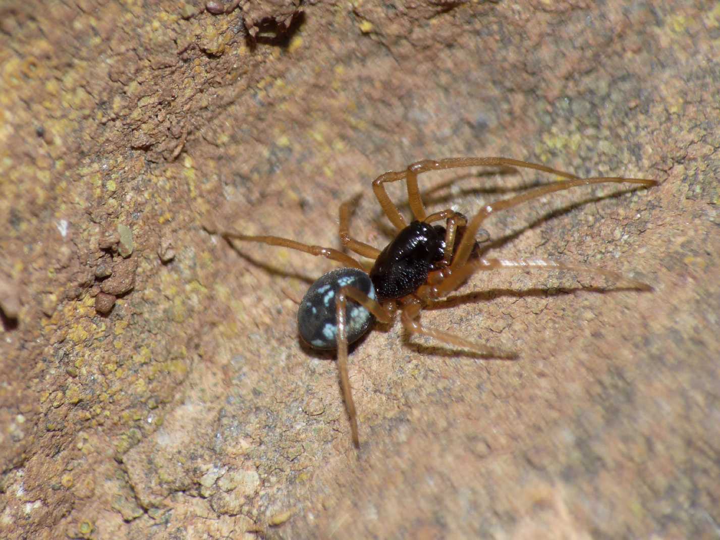 Pachygnatha degeeri